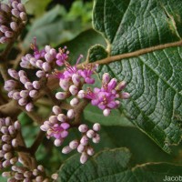 Callicarpa tomentosa (L.) L.